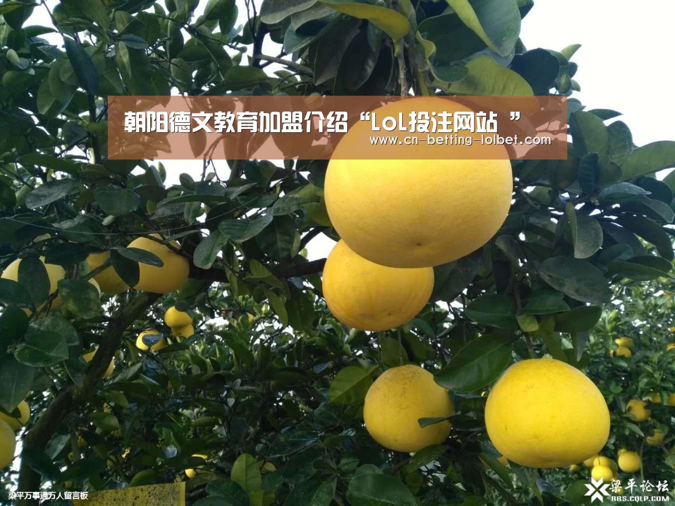 朝阳德文教育加盟介绍“LoL投注网站 ”(图2) 2026年最佳英雄联盟投注网站